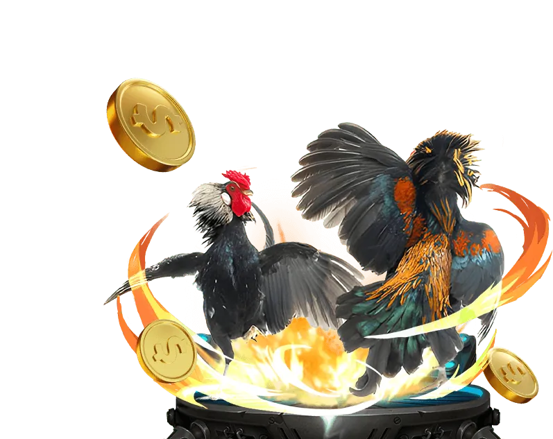 Luật đá gà Campuchia Thomo